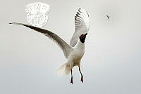 G02_Richard_Nicoll_Black-headed Gull hunting Mayfly.jpg