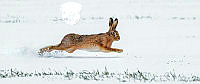 G02_Richard_Nicoll_Brown Hare running in the Snow.jpg