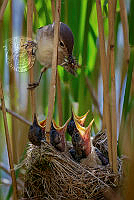 G02_Richard_Nicoll_Reed Warbler feeding Chicks.jpg