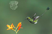 G02_Steve_Cushing_Booted Racket-Tail.jpg