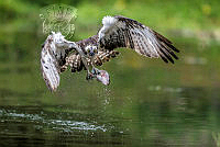 G02_Steve_Cushing_Osprey with Trout.jpg