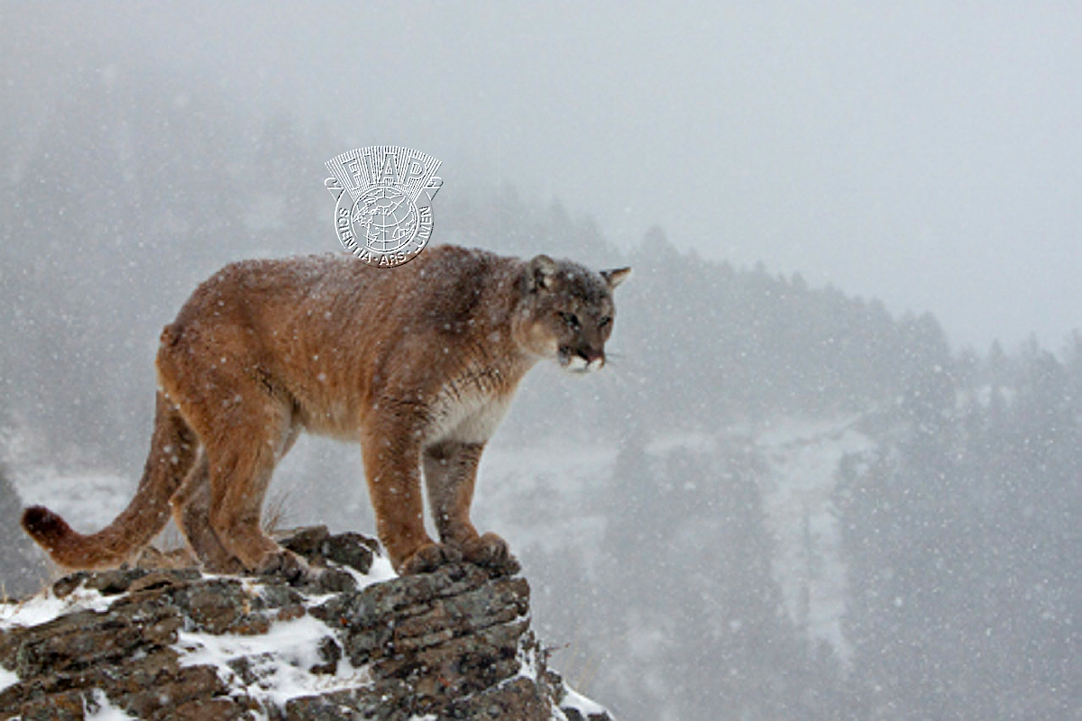 G04_Jenny_Hibbert_Cougar looking over domain.jpg