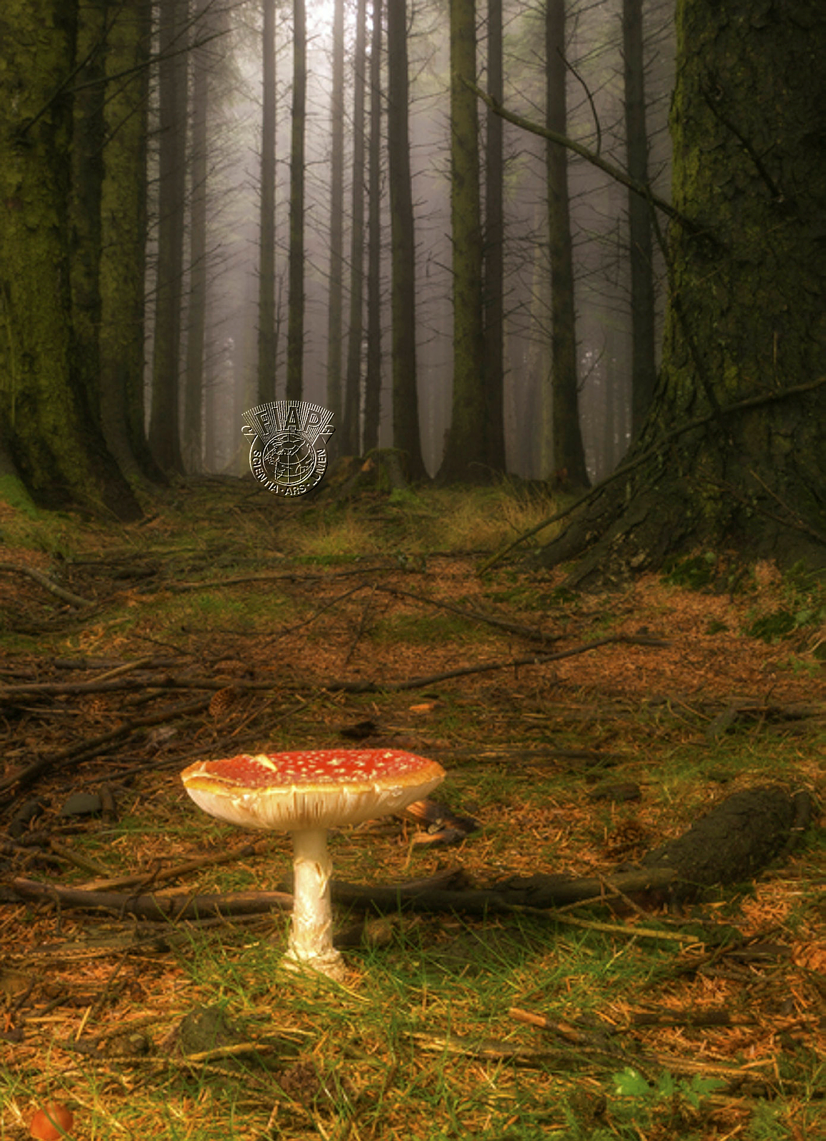 G04_John_Cooke_ Alone In The Wood.jpg
