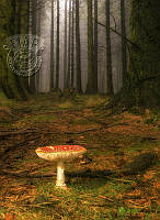 G04_John_Cooke_ Alone In The Wood.jpg
