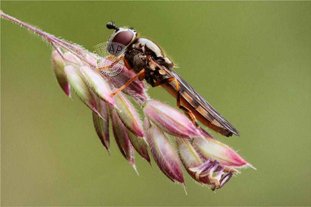 G04_Lynda_Beynon_Hoverfly on Grass.jpg