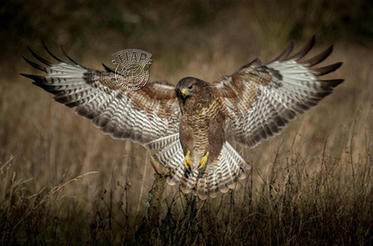 G04_Nigel_Goode_Buzzard Landing.jpg
