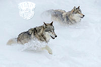 G3_Duncan_Hill_Racing Grey wolves.jpg
