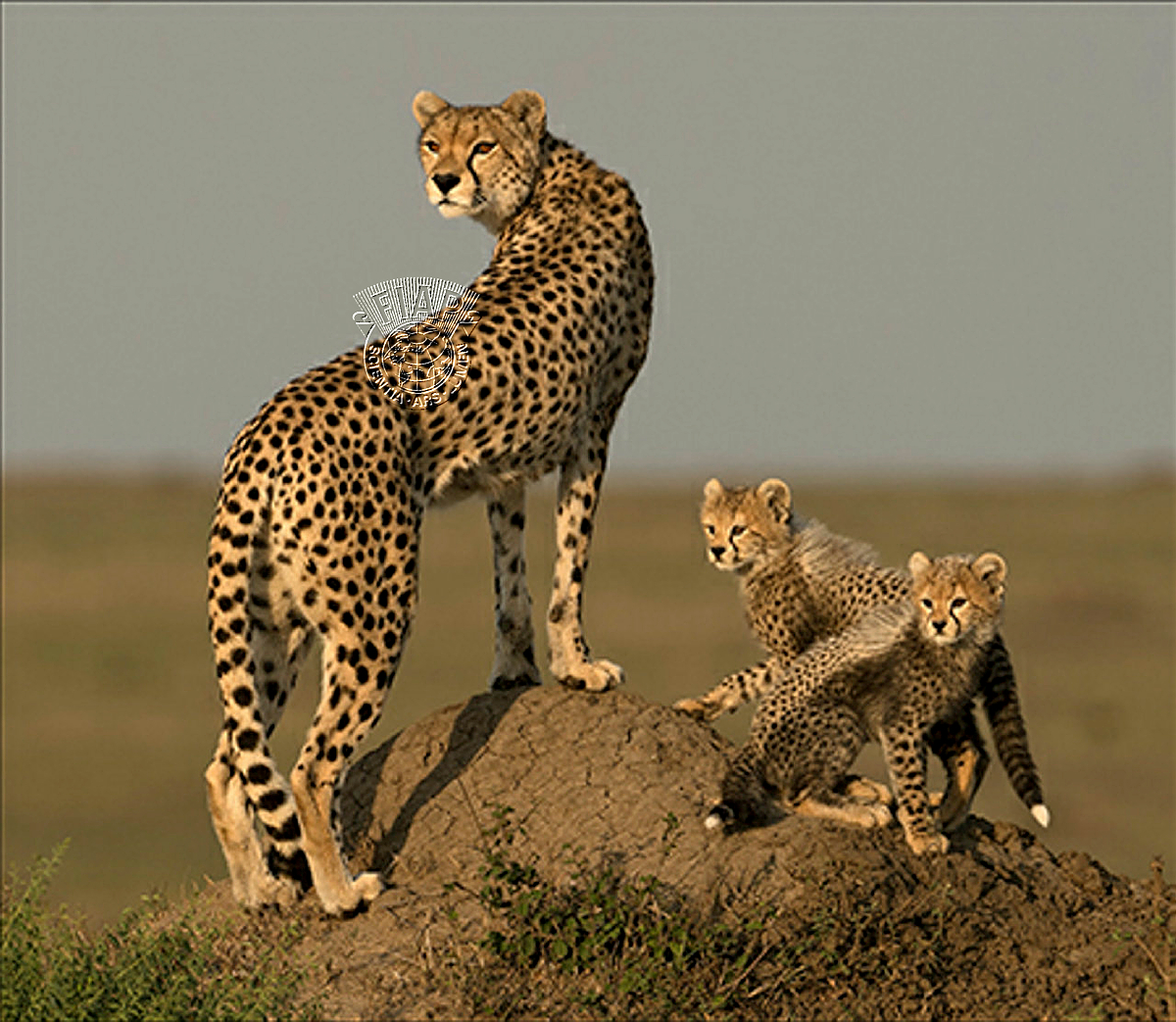G3_Ian_Whiston_Cheetahs Looking for Prey.jpg
