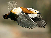 H02_CHEUNG_Koon_Nam_Ruddy Shelduck Duck in Flight.jpg