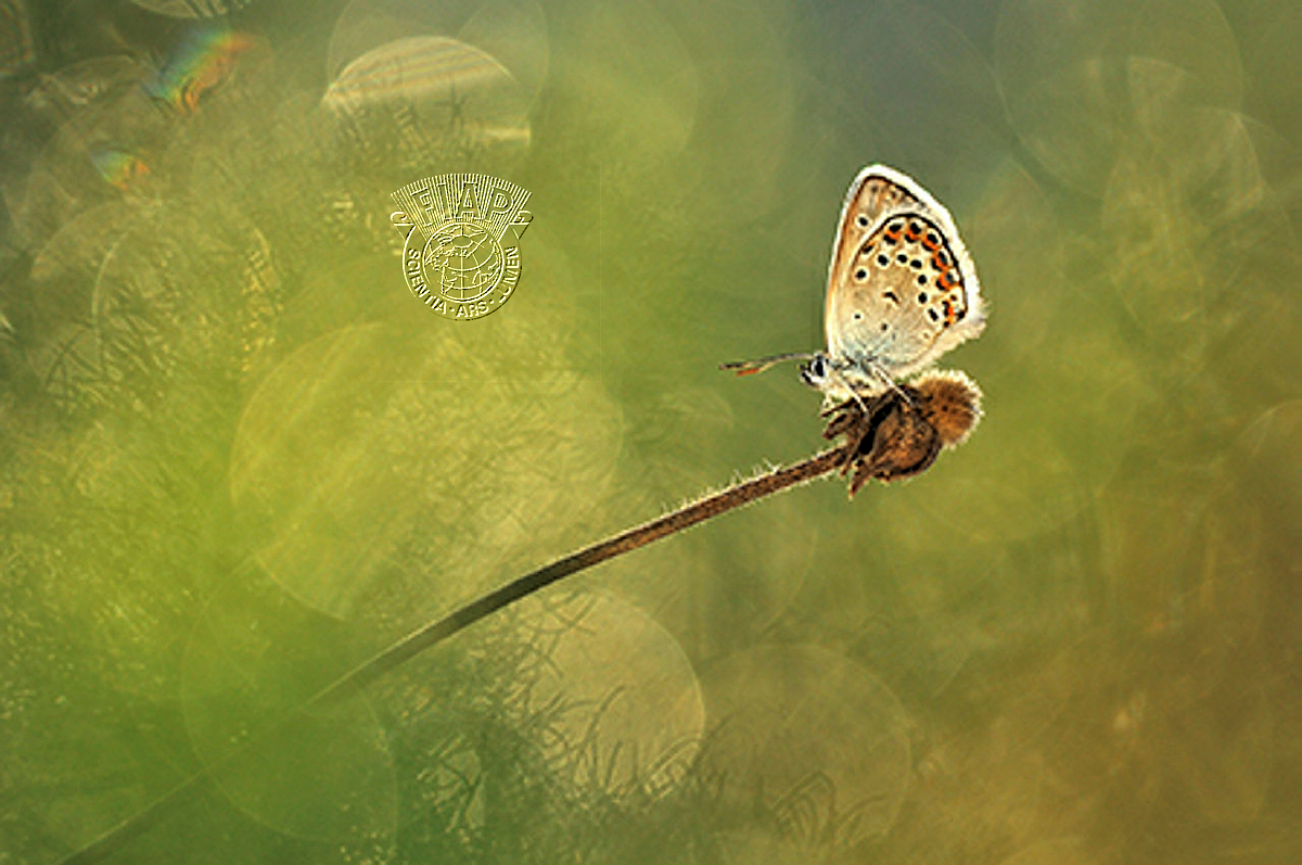 H03_AGNES_APFEL_Bright butterfly.jpg