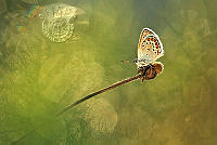 H03_AGNES_APFEL_Bright butterfly.jpg