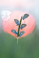 H03_Lajos_Biro_Butterfly_lollipop.jpg