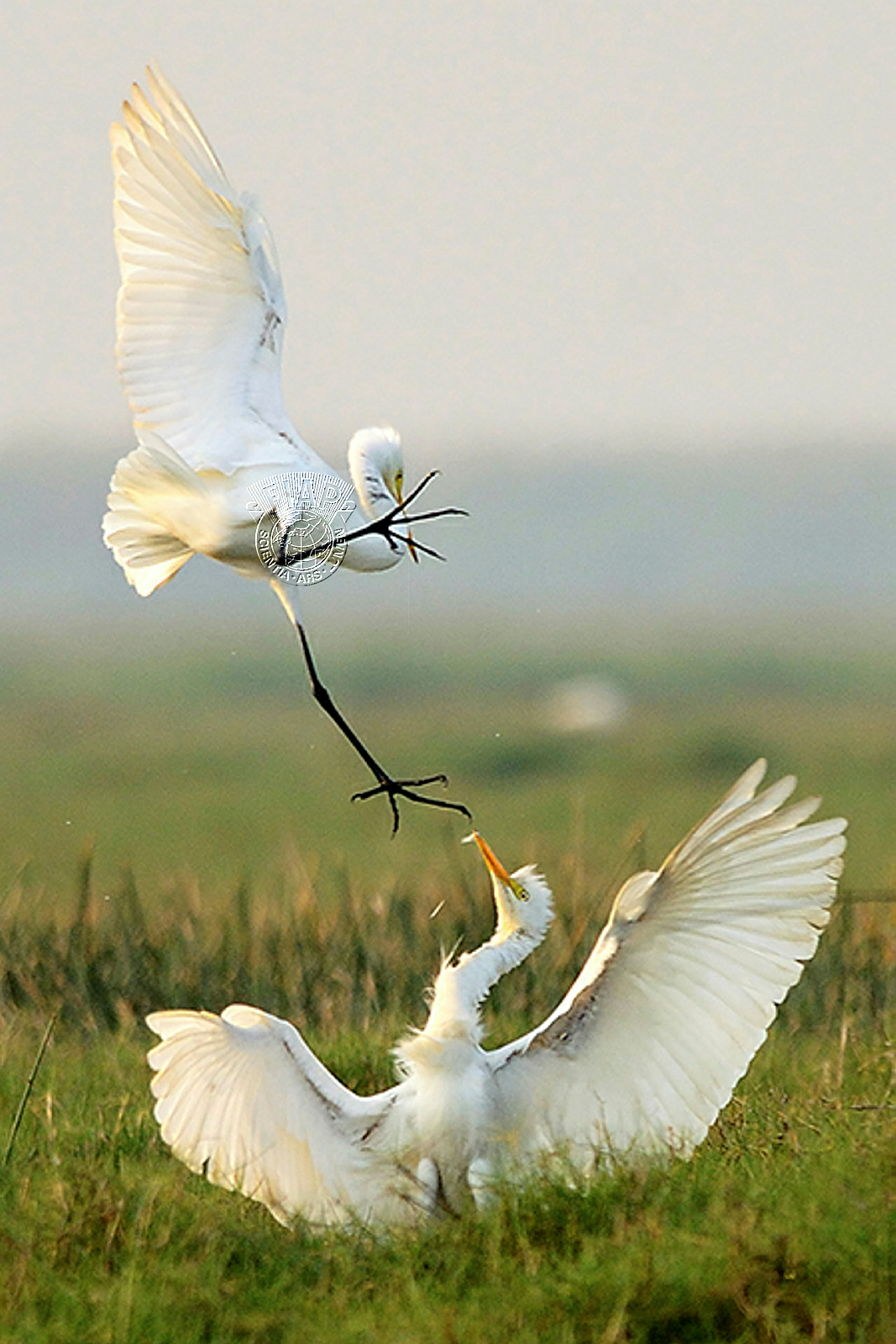 I 01 FIP_PRABIR KUMAR_DAS_SUDDEN ATTACK.jpg