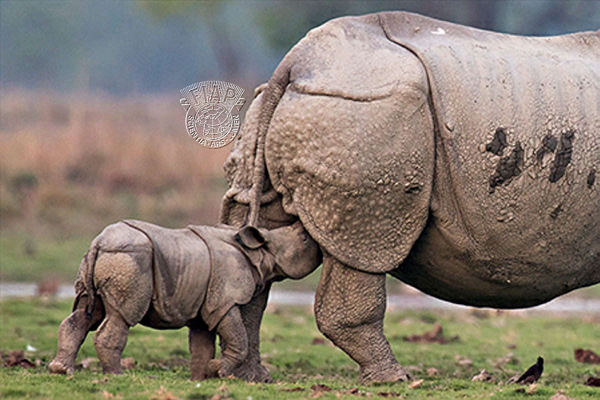 I01FIP_ASHOK_KUMAR_DAS_RHINO FEEDING.jpg