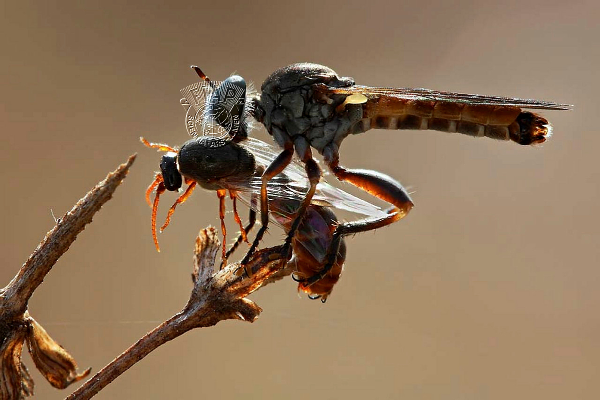 I01_Seema _Swami_Robber fly and prey.jpg