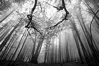 I06_Siamak Jafari_Human and Trees.jpg