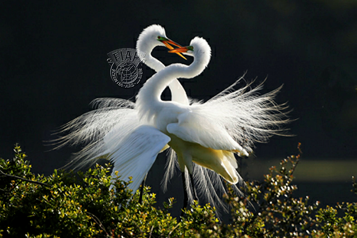 IL-8501_Jennifer Chi Hung_Wen_Happy Egrets.jpg