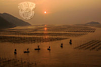 IL-8501_Jennifer Chi Hung_Wen_Sunset Fishing Sails.jpg