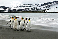 IL_2034_Fu-Mei_Lai_King Penguins.jpg