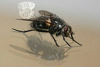 L02_Claude_Goelff_The Fly.jpg