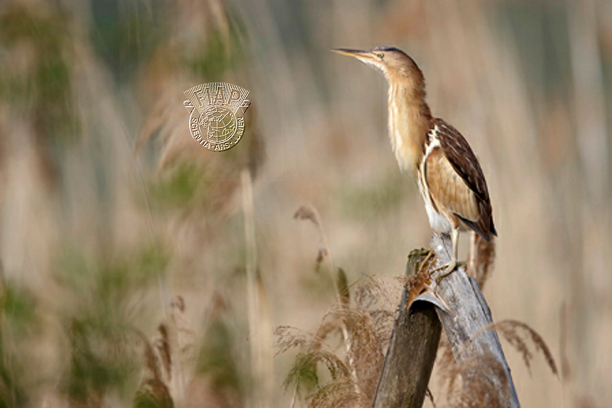 L02_Jean-Luc_Brausch_Little Bittern.jpg