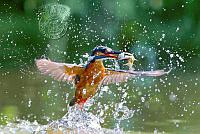 M01_Kin Hou_Lai_Breakfast of kingfisher.jpg