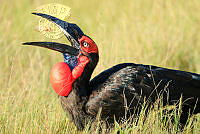 N01_Arne_Bergo_Ground-Hornbill_eating_grashopper.jpg