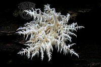 N02_Rebecca_Bowater_ Icicle Fungi.jpg