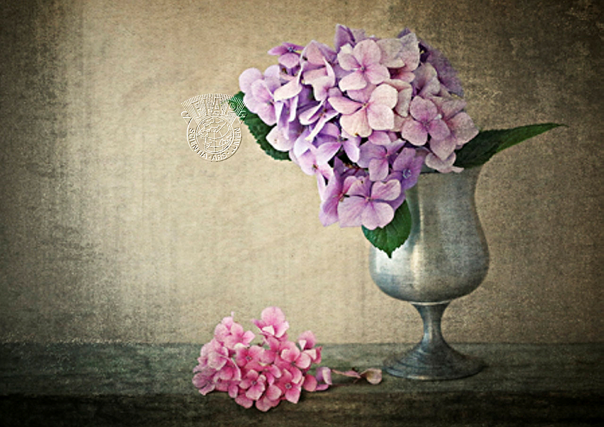 N2_Julia_Home_Hydrangea.jpg
