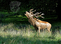 P04_Gert_Wildering_Big Deer.jpg