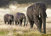 P04_Marcel_van Balken_Elephantparade.jpg