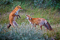 P04_Max_van Son_Fighting Foxes.jpg