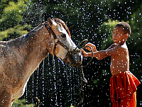 S03_Edward Cheong_03_Horse Bathing.jpg