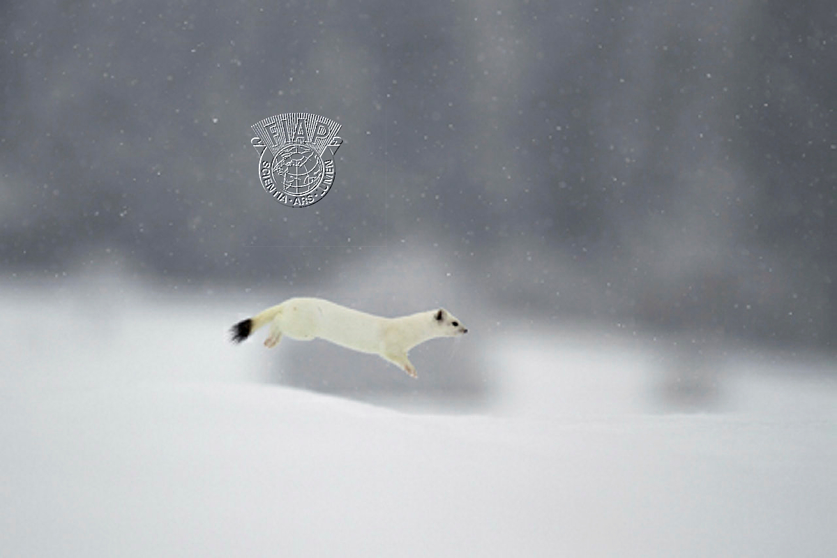 S08_Marjan_Artnak_Ermine Hunting.jpg