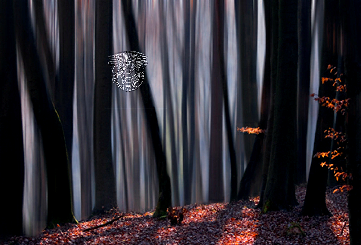 S08_Vasja_Doberlet_Golden Forest.jpg