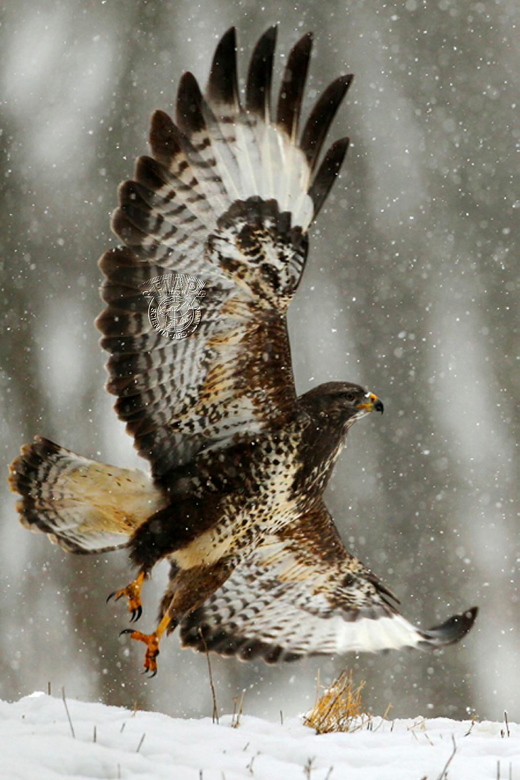 S09_Radimir SIklienka_In winter.jpg