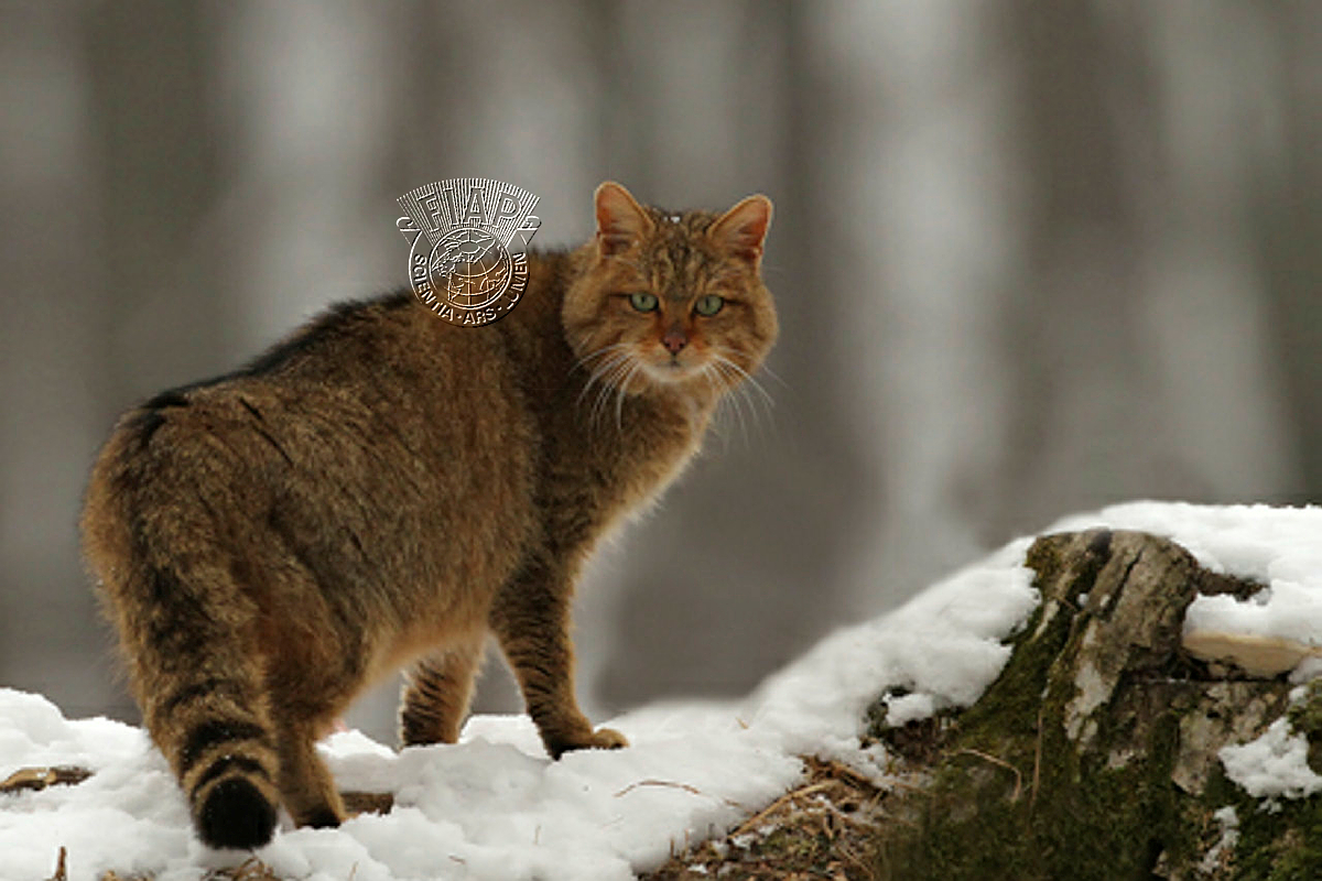 S09_Radimir SIklienka_Wildcat.jpg