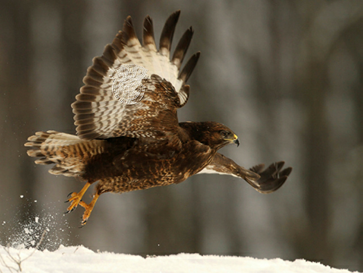 S09_Radimir Siklienka_Fly.jpg