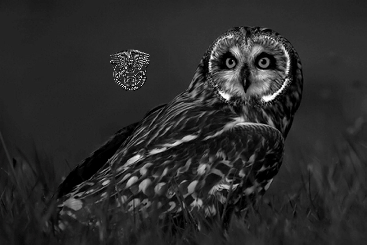 S09_Radimir Siklienka_Owl.jpg