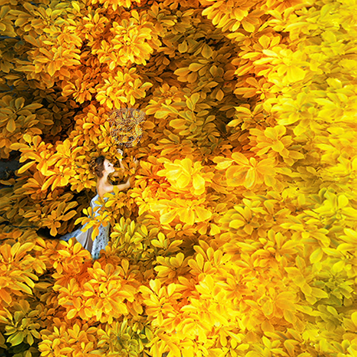 U04 Dmytro_Sobokar_Gold_symphony.jpg