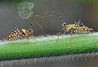 V01_Bui Van Chung_Insects.jpg