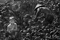 V01_Nguyen_Tien Quang__A Comming Rain.jpg